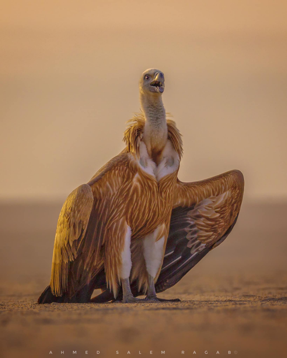Greater Sage Grouse
