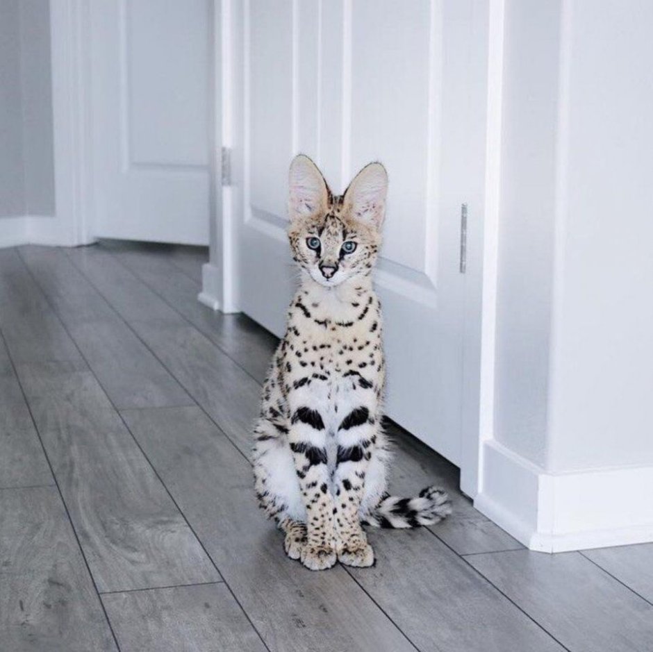 Кошка за 1000000