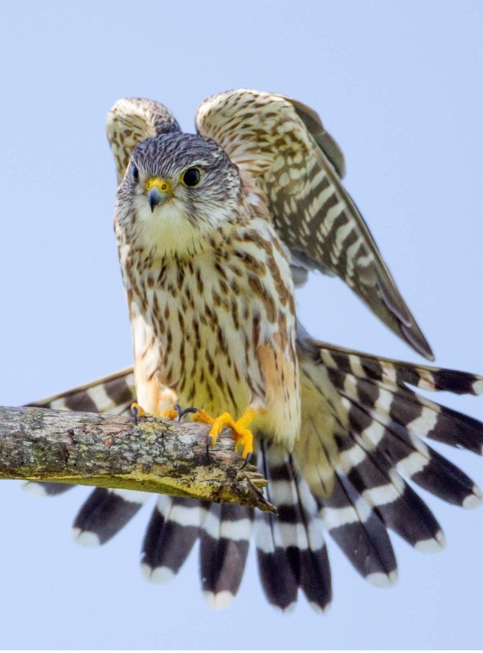 Дербник (Falco columbarius) Merlin