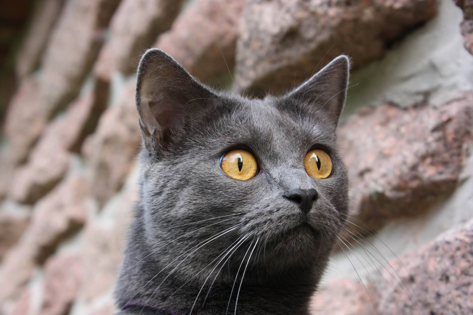 Кот породы шартрез