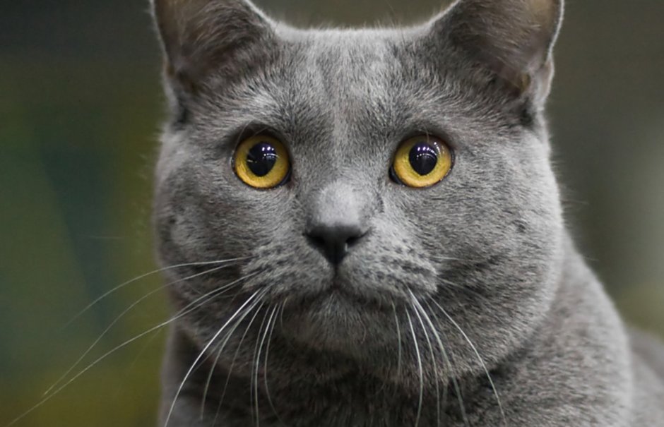 Кот породы шартрез