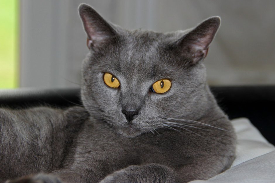 Двуликая кошка Нарния