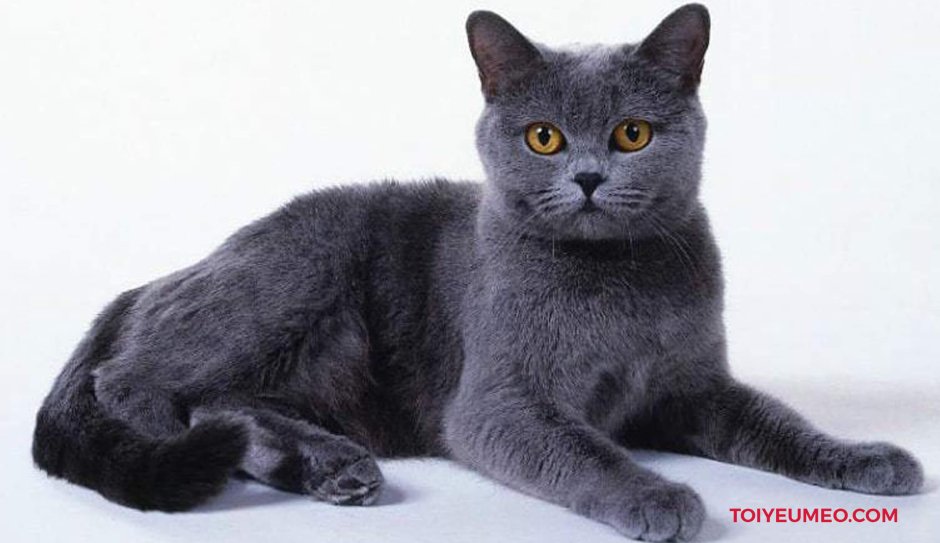 Породистые кошки рисунки