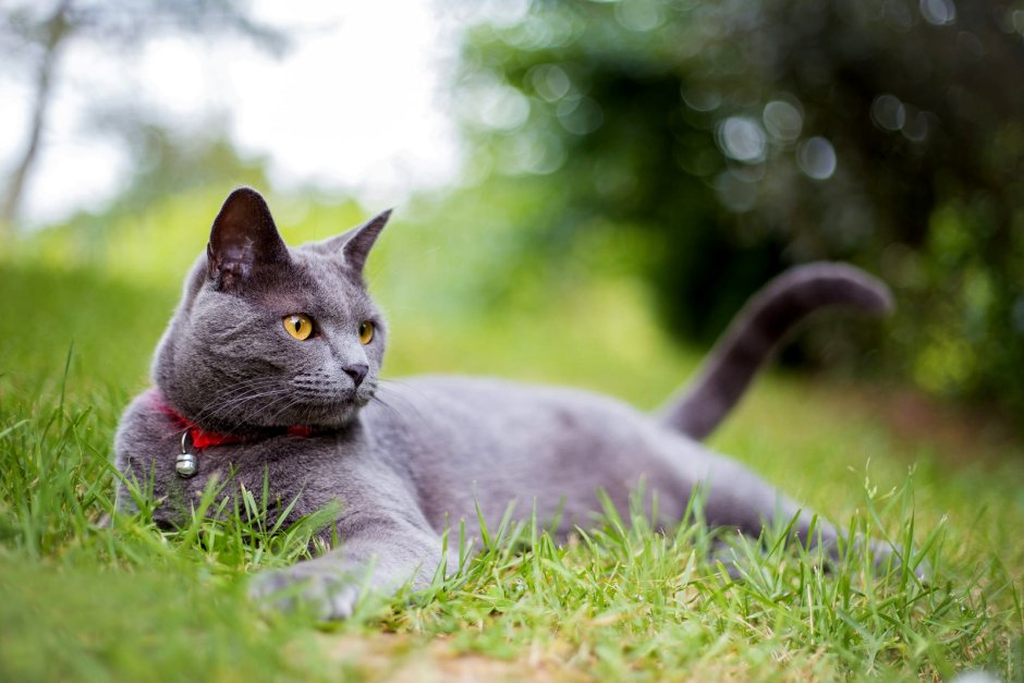 Шартрез кошка