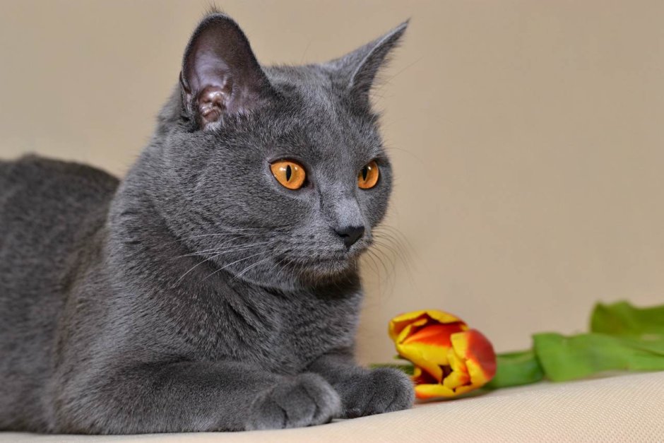 Множество котят