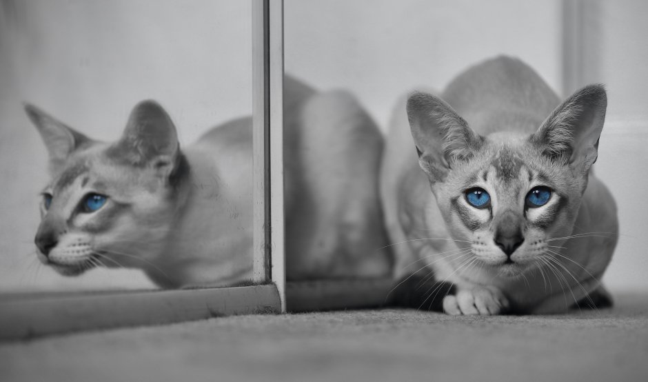 Ориентальная кошка коричневая