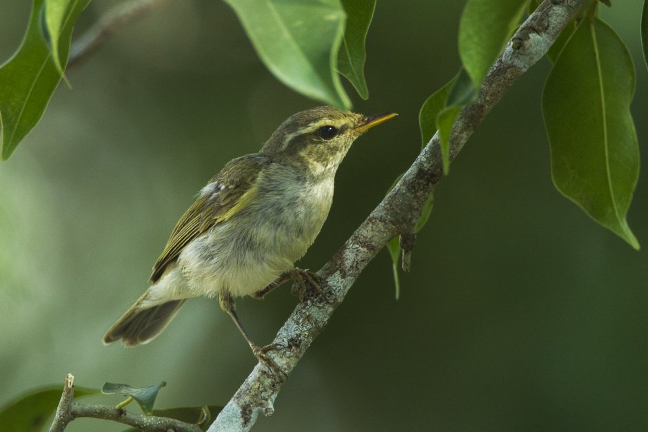 Tickell's Leaf-Warbler