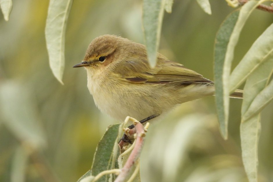 Tickell's Leaf-Warbler