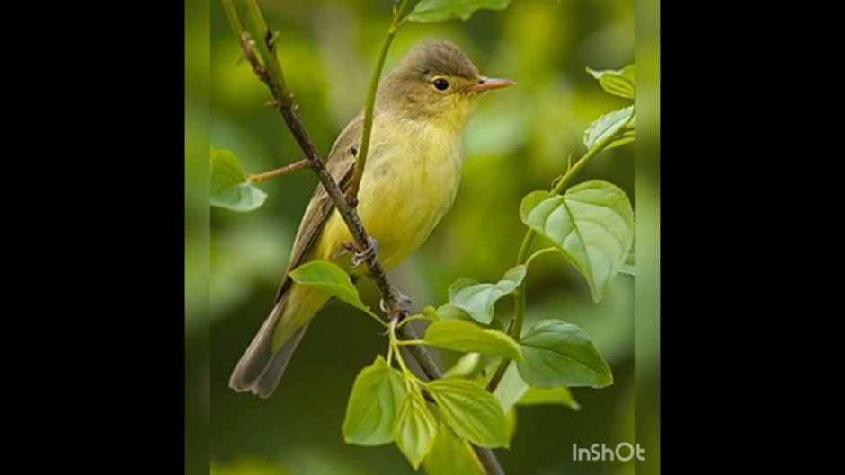 Зелёная пеночка (Phylloscopus trochiloides)