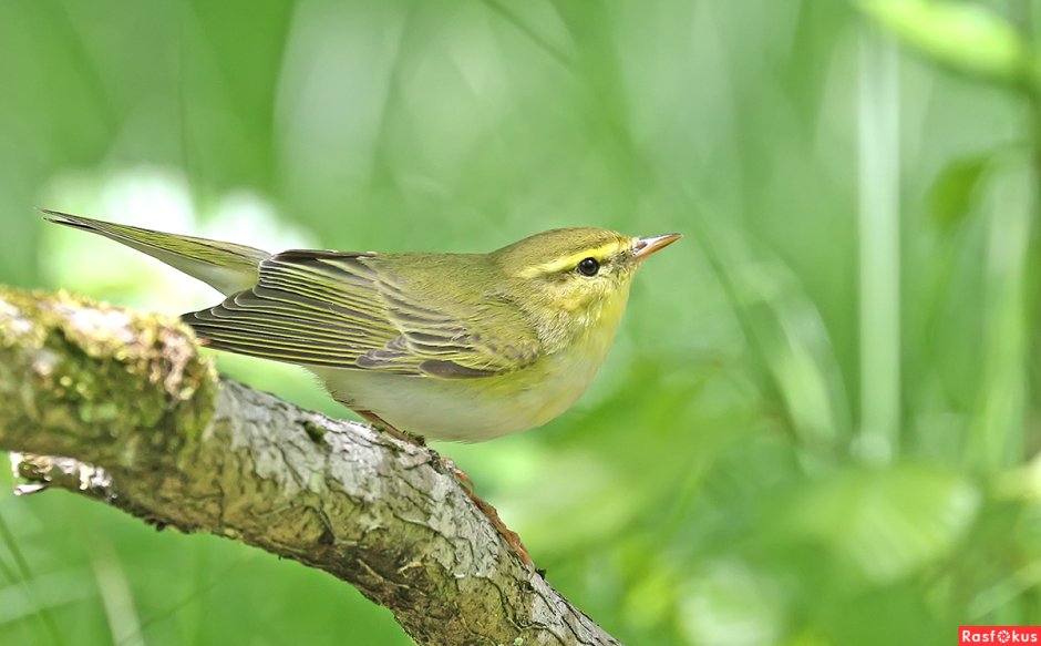Phylloscopus sibilatrix