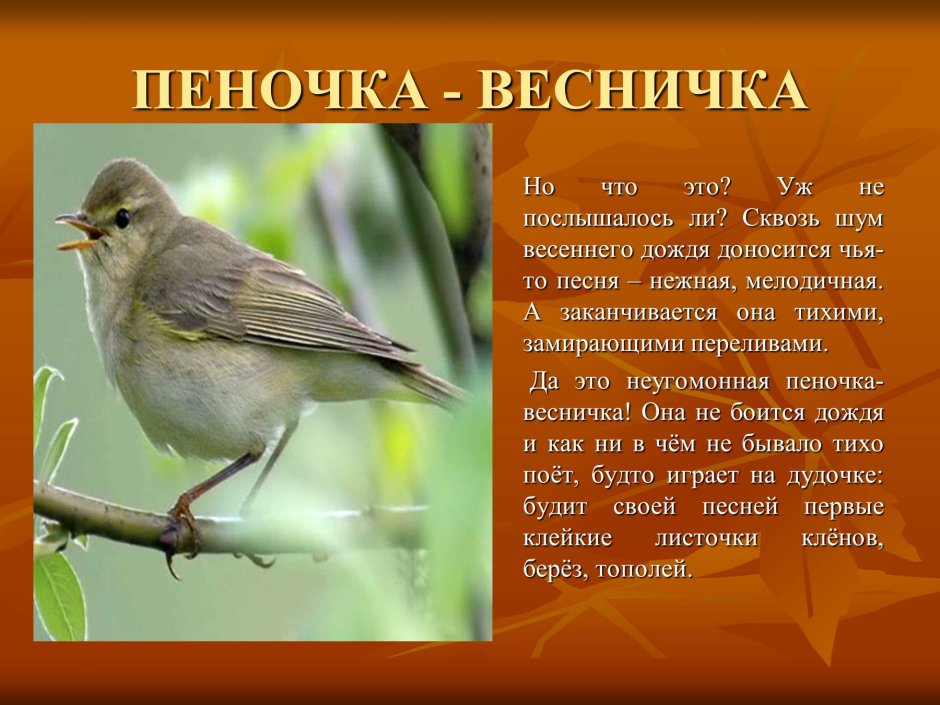 Пеночка Таловка