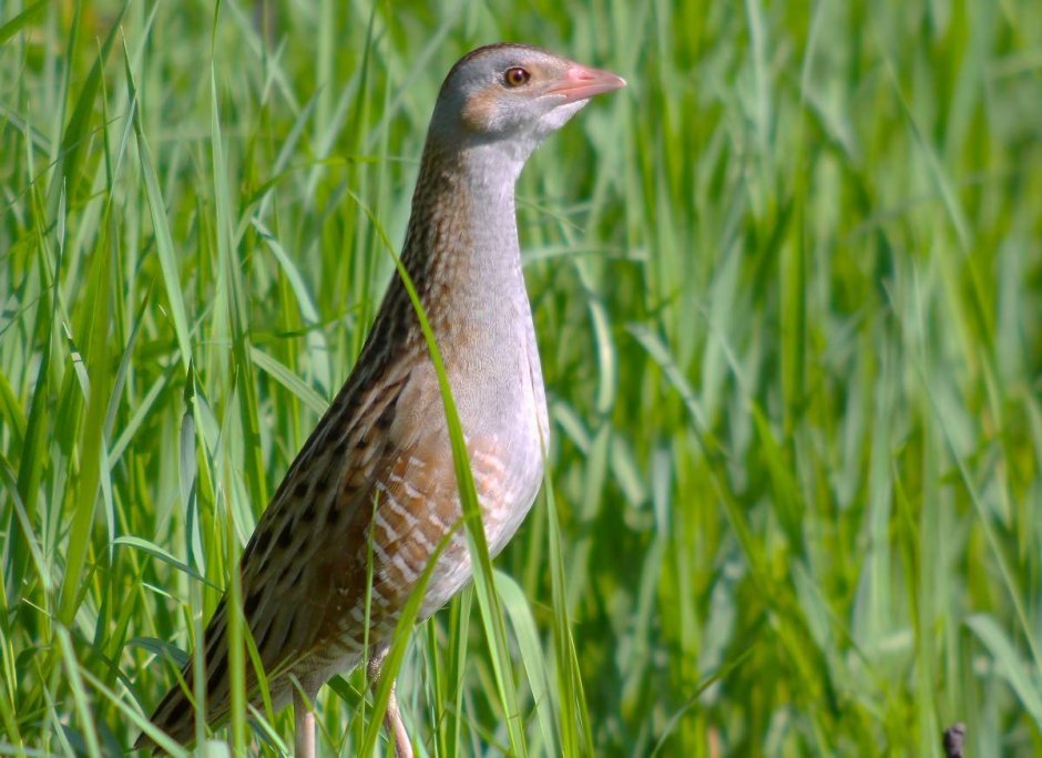 Crex Crex Коростель