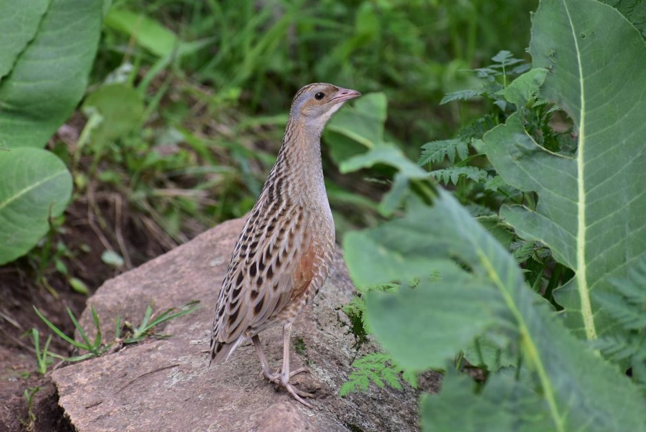 Коростель – Crex Crex (l.)