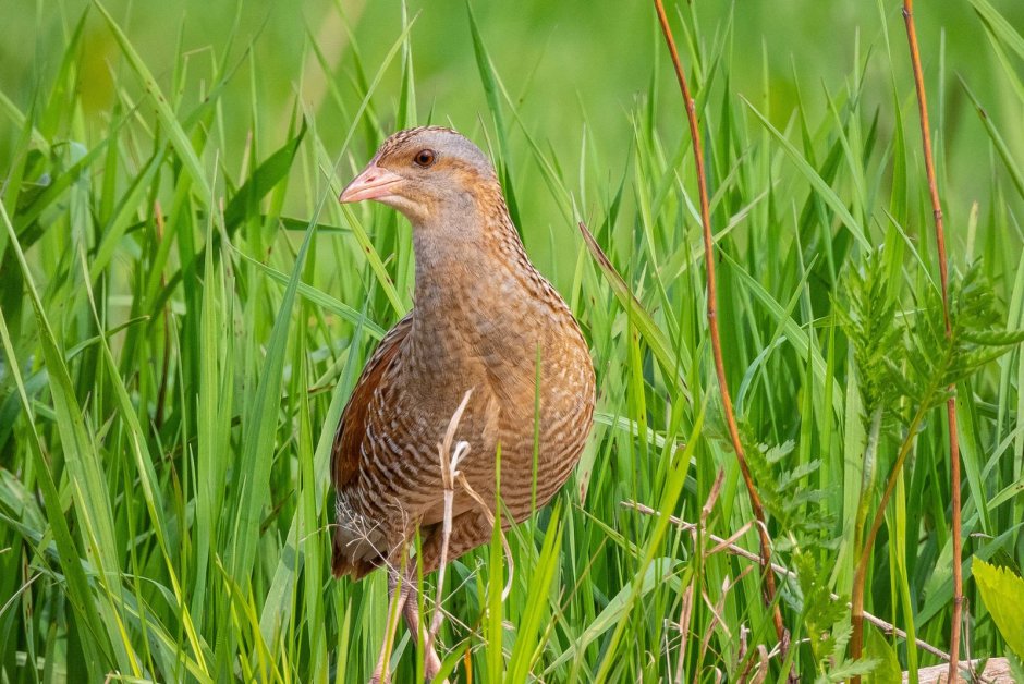 Коростель – Crex Crex (l.)