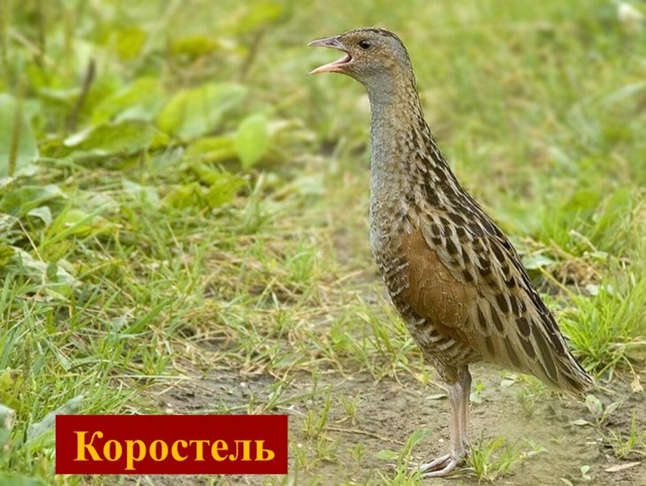 Болотный Коростель