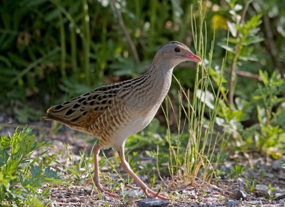 Коростель – Crex Crex (l.)