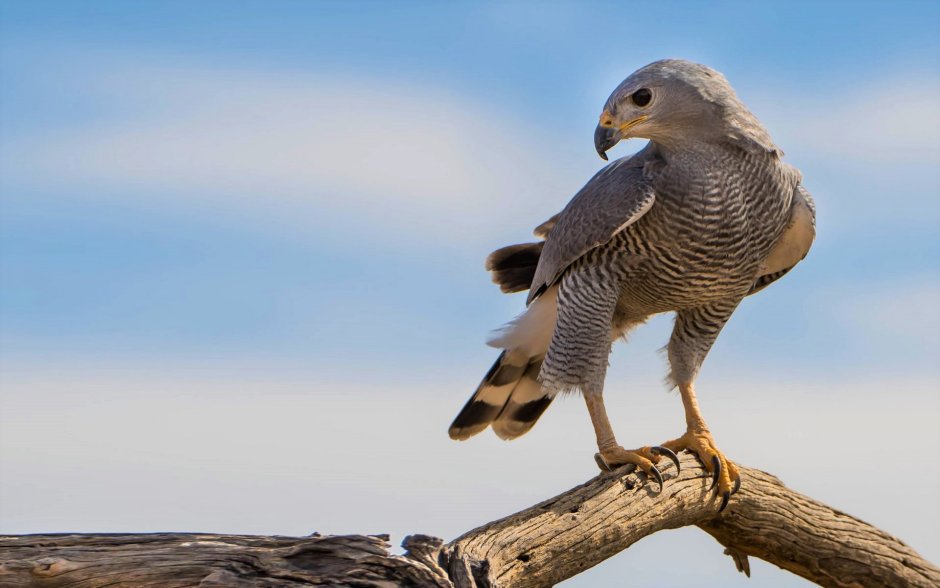 Грей Hawk