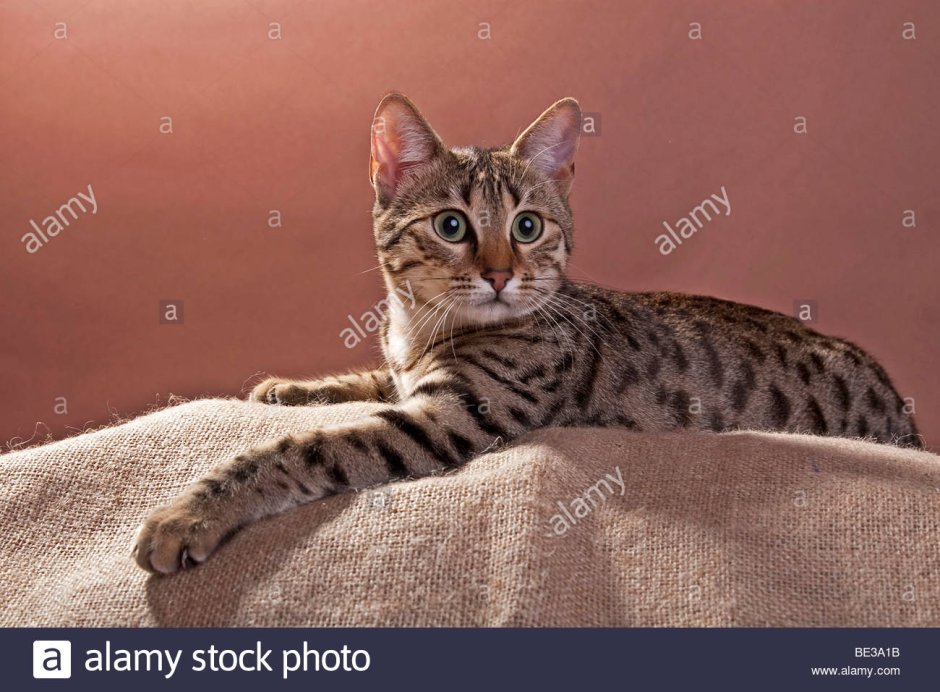 Кот Египетский МАУ