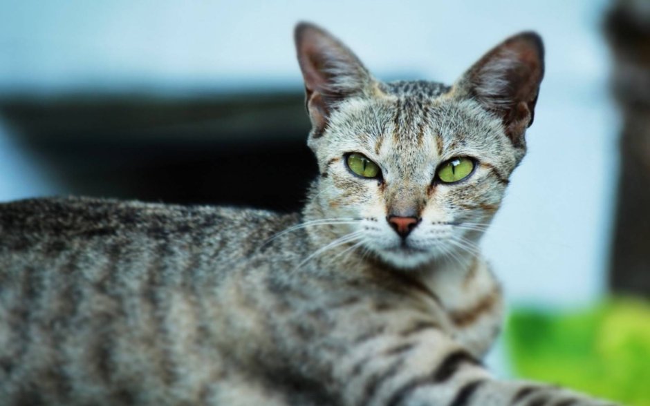 Египетская МАУ кошка