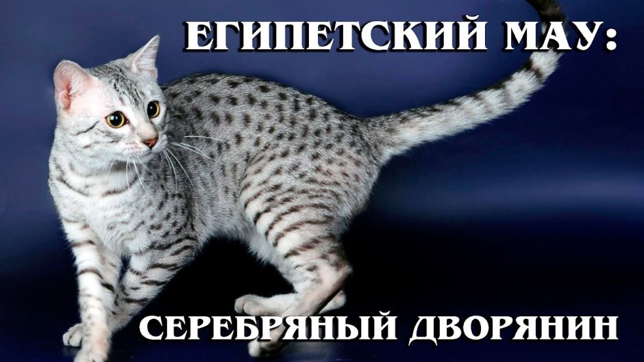 Коты породы Египетская МАУ