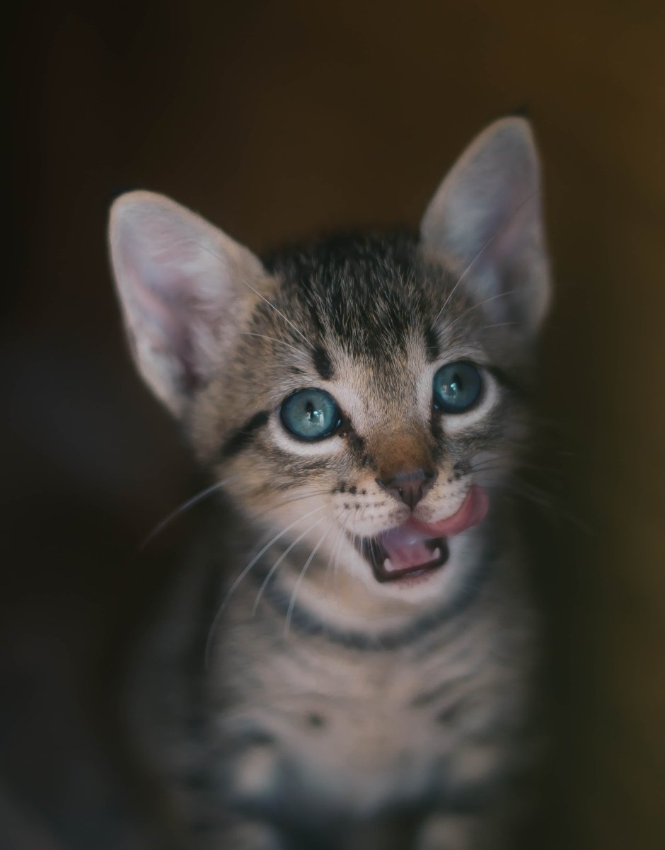 Кошка Саванна Бенгальская Саванна