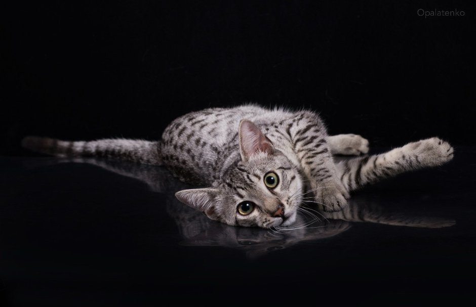 Кот Египетский МАУ