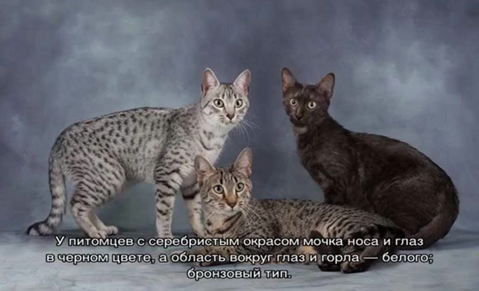 Пятнистый Египетский МАУ