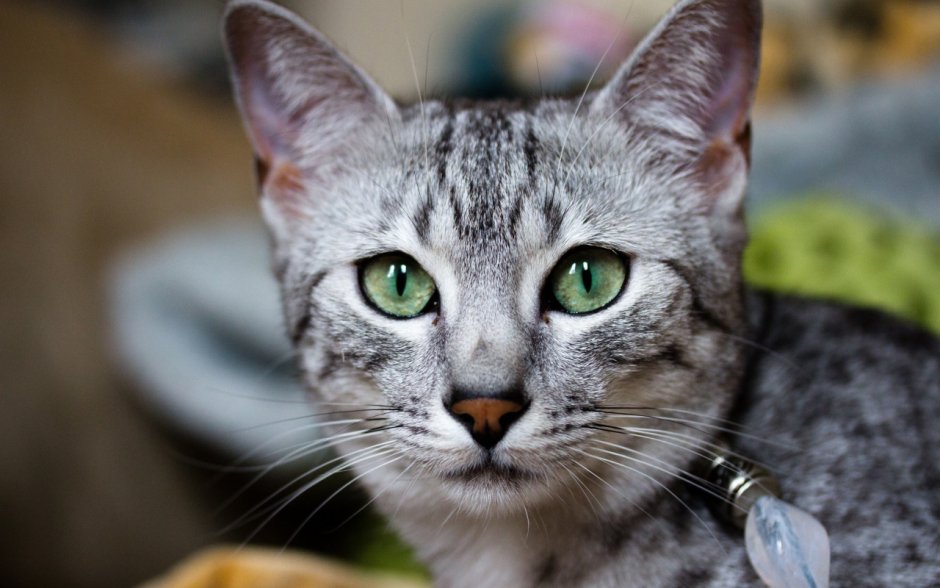 Египетская МАУ кошка