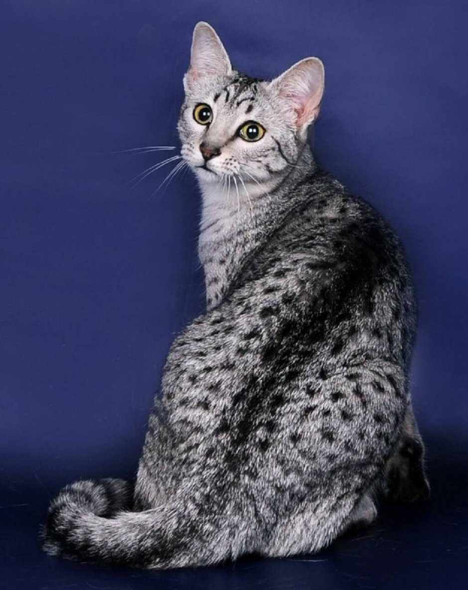 Египетская МАУ кошка
