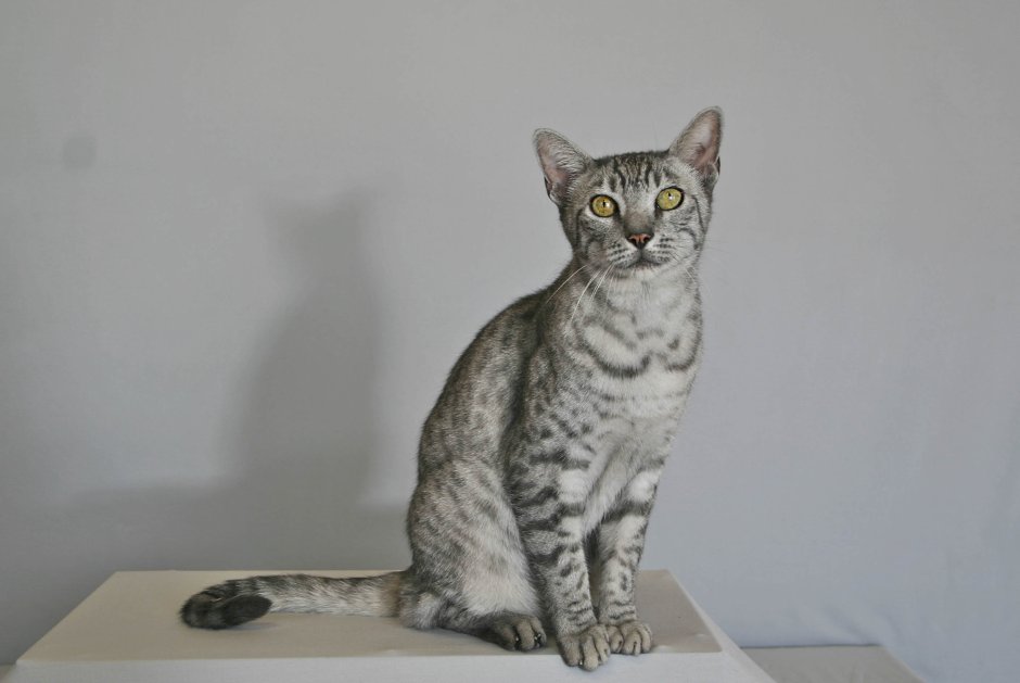 Египетская МАУ кошка