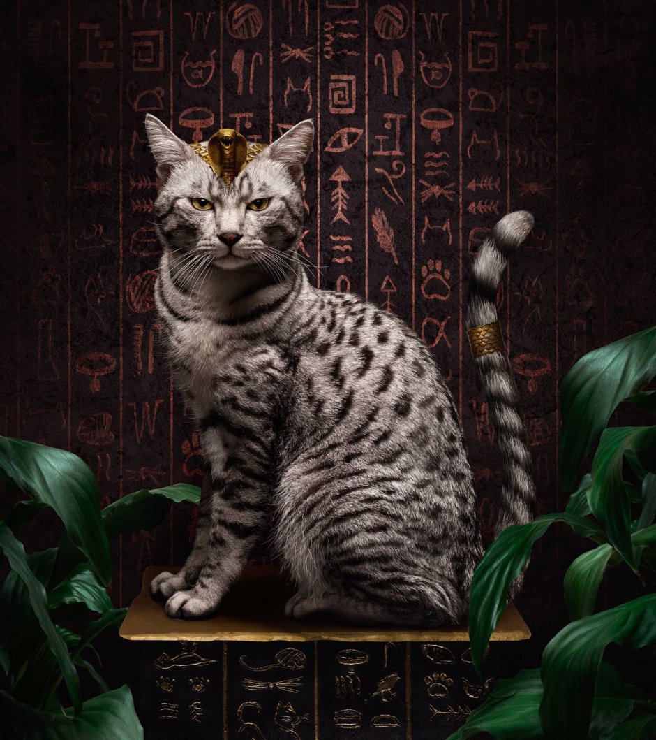 Котики египетские МАУ