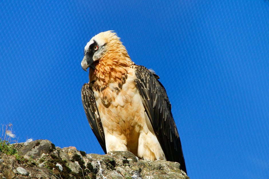 Gypaetus barbatus Бородач