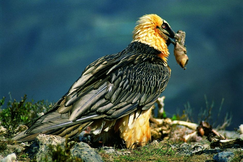 Gypaetus barbatus Бородач