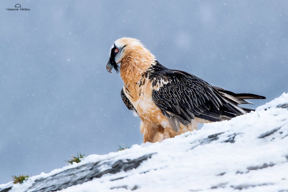 Gypaetus barbatus Бородач
