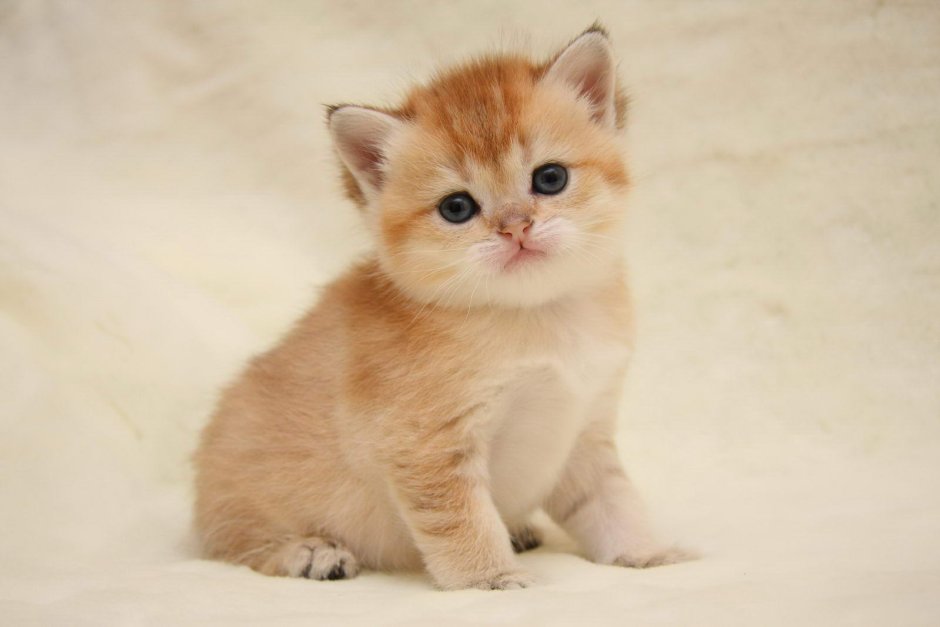 Рыжий британский кот