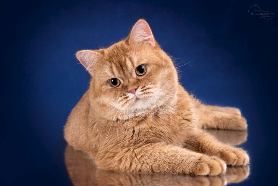 Британский короткошерстный кот рыжий