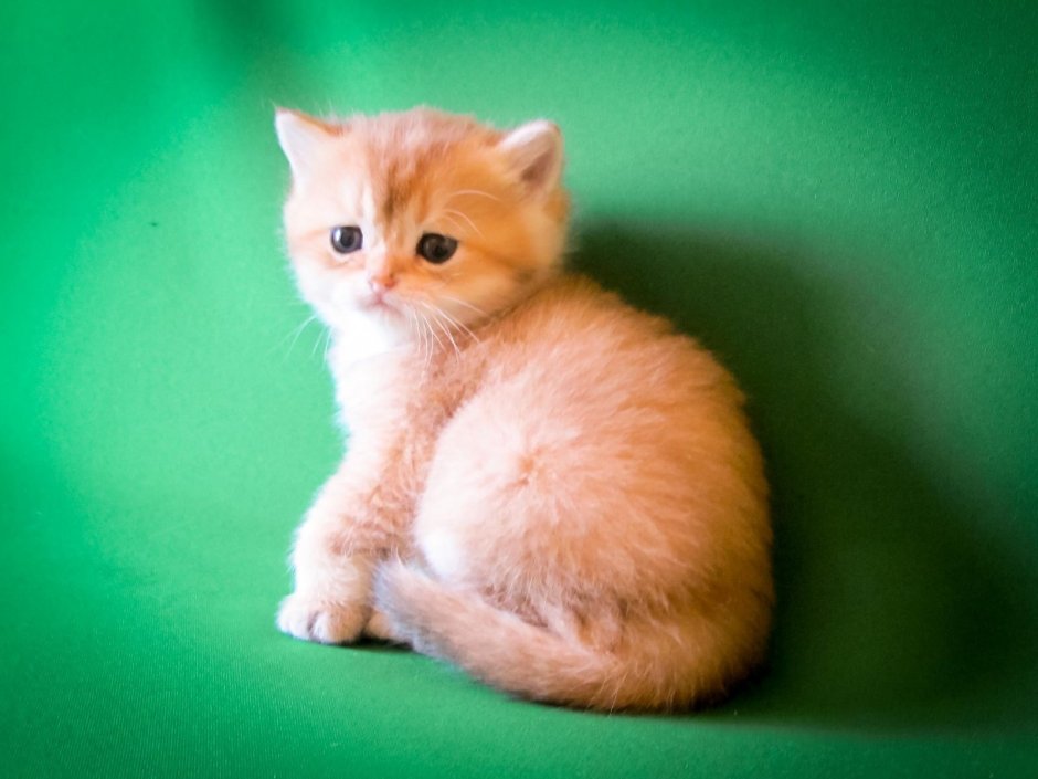 Рыжий британец котенок