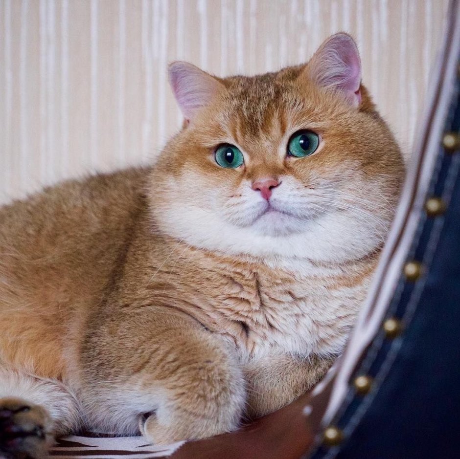 Кот британец рыжий