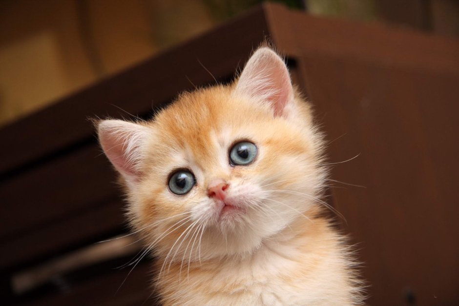 Кот британец рыжий котенок