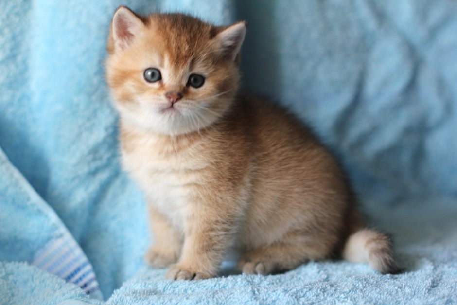 Рыжий британец котенок