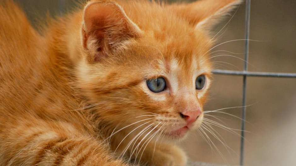 Котята рыжие короткошерстные