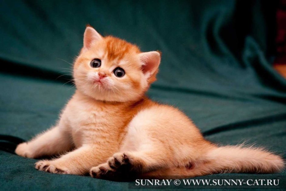 Британский короткошерстный кот рыжий