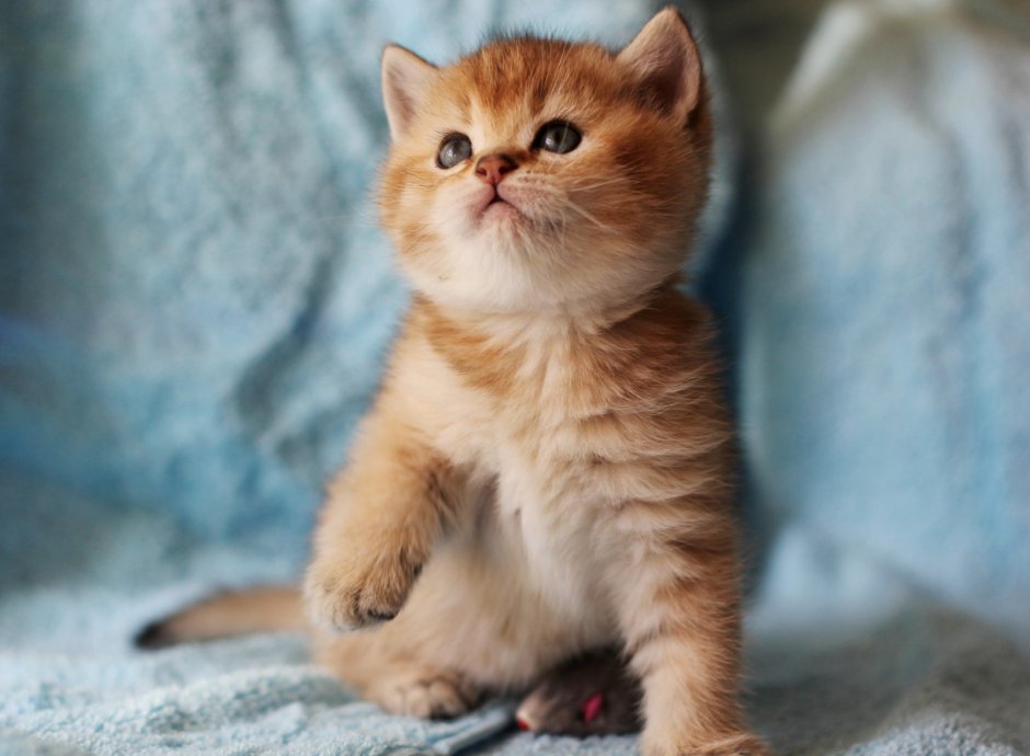 Британский короткошерстный кот рыжий