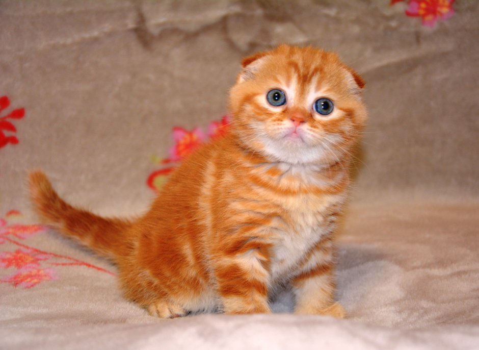 Скоттиш фолд рыжий котенок
