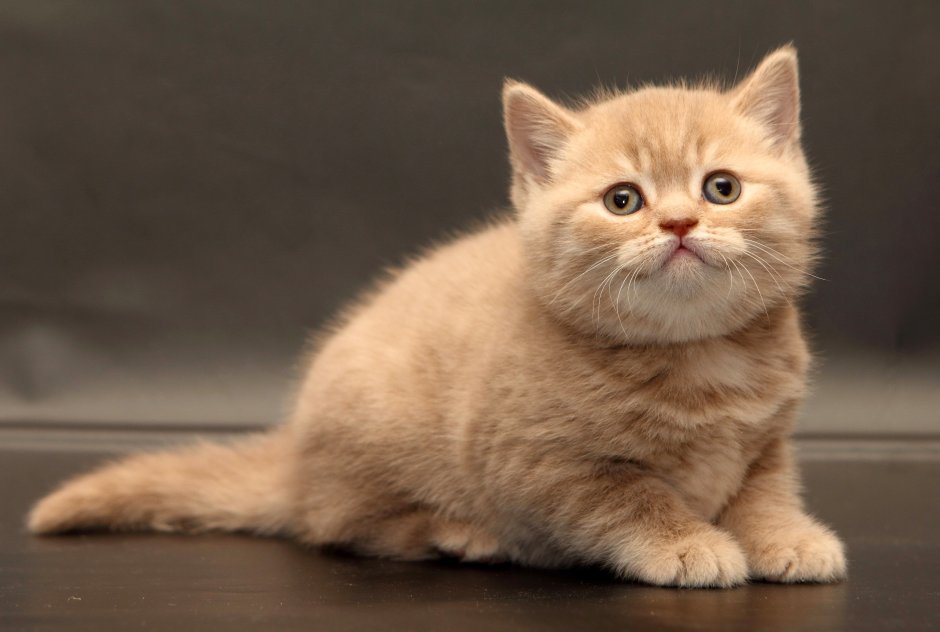 Британская короткошёрстная кошка