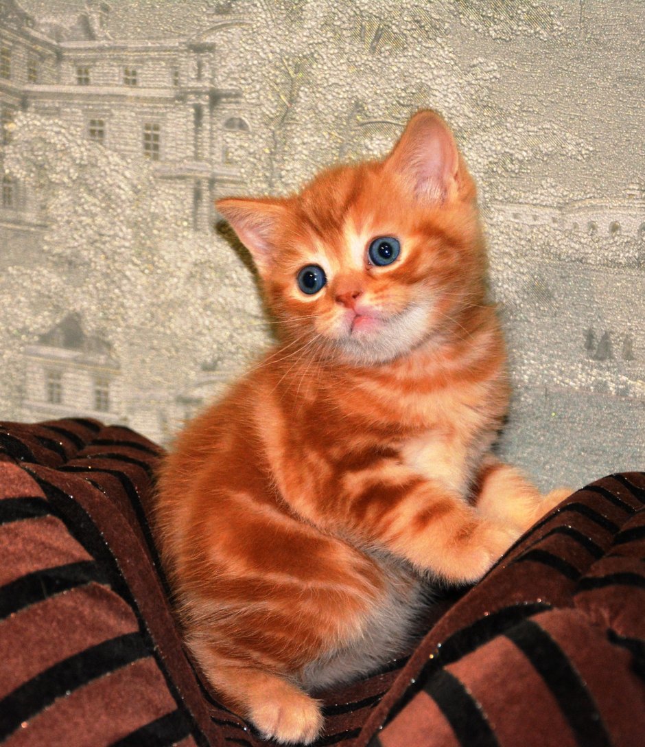 Шотландский скоттиш страйт рыжий