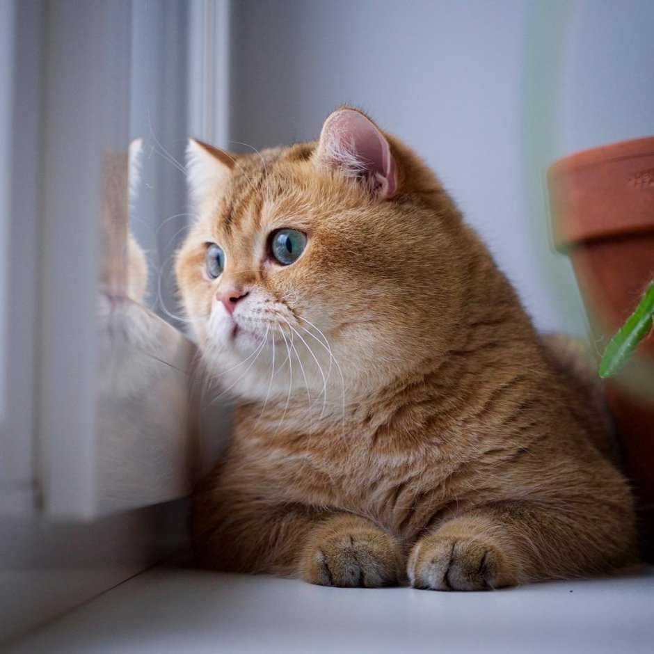 Скоттиш страйт Хосико