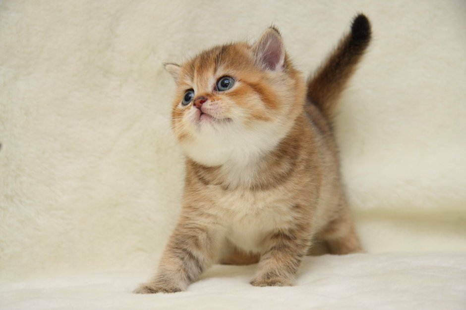 Золотой британец котенок