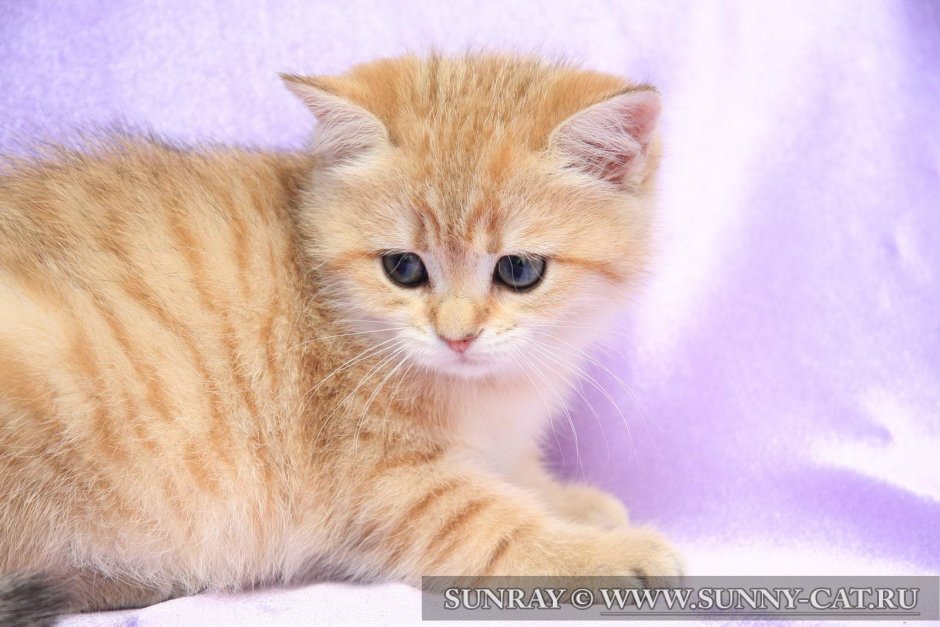 Рыжий короткошерстный британец котята