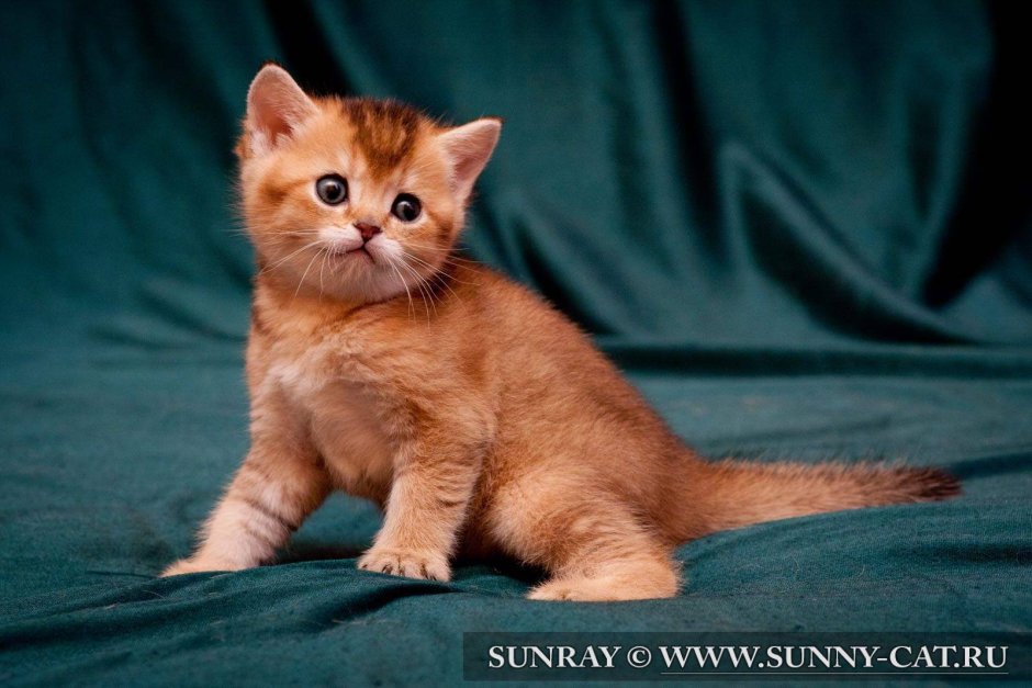 Клички для рыжих котят